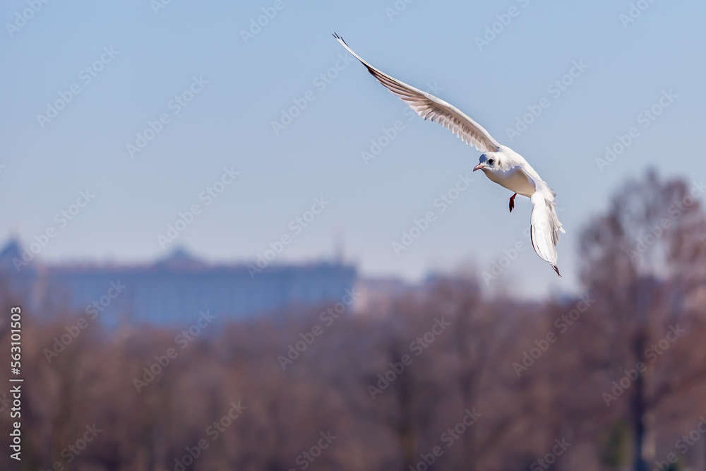 Obraz premium White seagull in the air with open wings. White feathered waterfowl. Urban and small birds.
