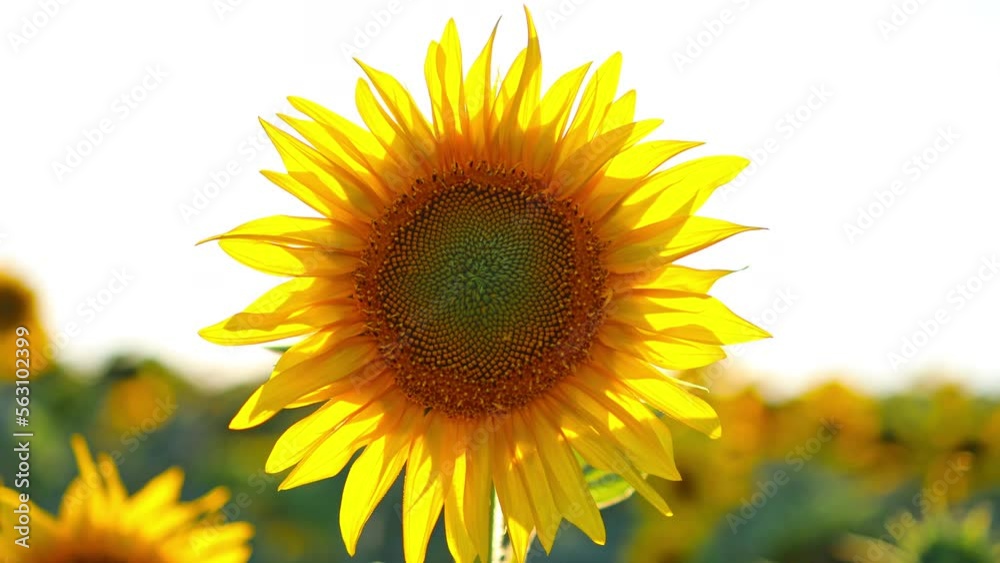 4k Sunflowers on blue sky background. Fields with sunflowers in the summer. Agricultural industry, production of sunflower oil. 4k Sunflowers on blue sky background. Fields with sunflowers in the summer. Agricultural industry, production of sunflower oil.
