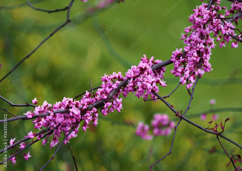 Purple flower in the garden