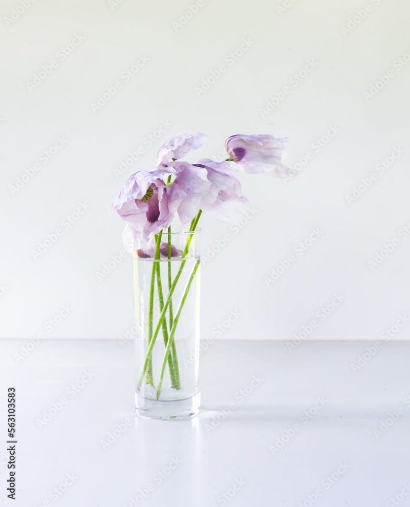 Floral composition in a transparent glass. Purple poppy flowers.