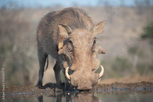 Common warthog at waterhole