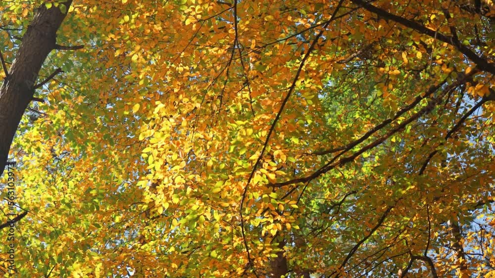 Moving shot view of lush green foliage of trees with afternoon sun. Walking through the forest with large green trees. Autumn background. 4K. 