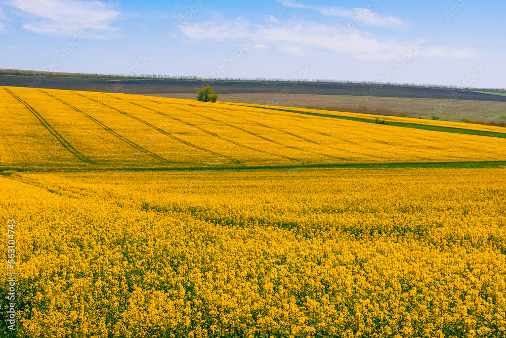 Beautiful landscape shot of a rich yellow rape meadow in blossom on a sunny day.