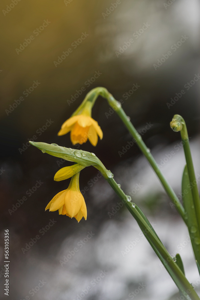 Kleine Blüten gelb Narzissen im Schnee