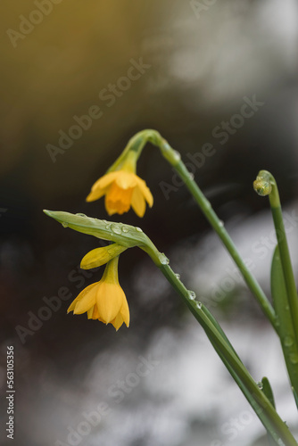 Kleine Blüten gelb Narzissen im Schnee