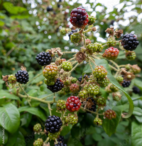 blackberries on the bush