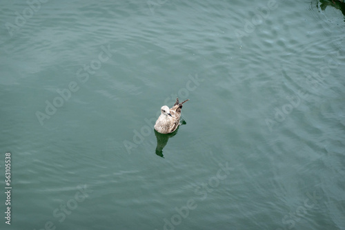 bird in the water