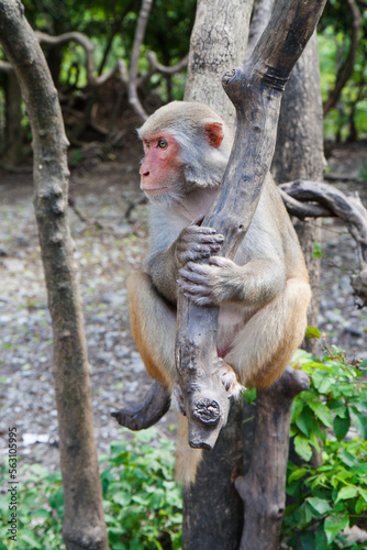 Monkey sits on a tree in the wild. Monkey Island or Hon Lao Island. Vietnam.