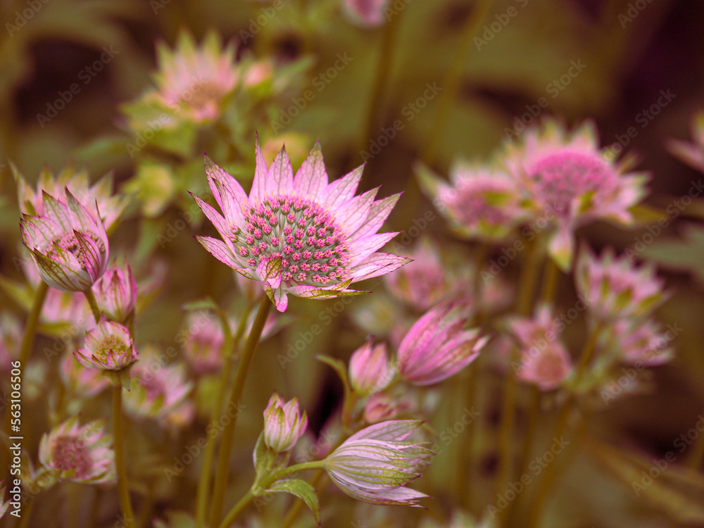 Field of beautiful blooming pink Masterwort (Astrantia) flowers. Field of beautiful blooming pink Masterwort (Astrantia) flowers.