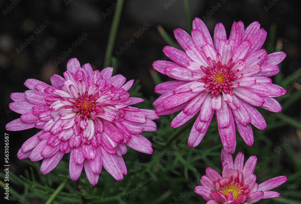 Chrysanthemums blooming in popping pink colors. Chrysanthemums blooming in popping pink colors.