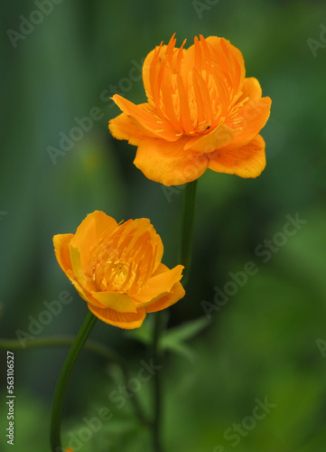 A pair of beautiful Trollius chinensis  Golden Queen  orange flowers in full bloom.