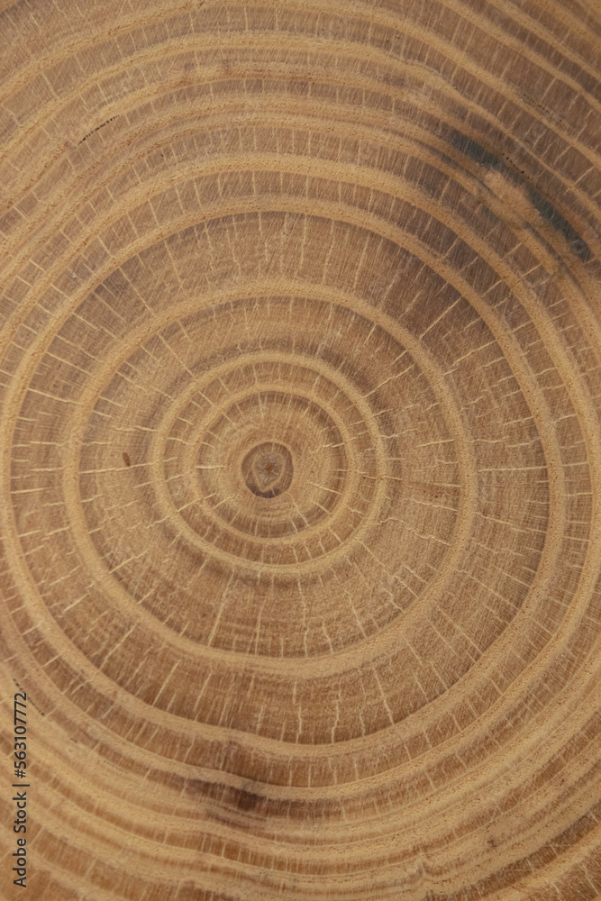 Sawn wood texture