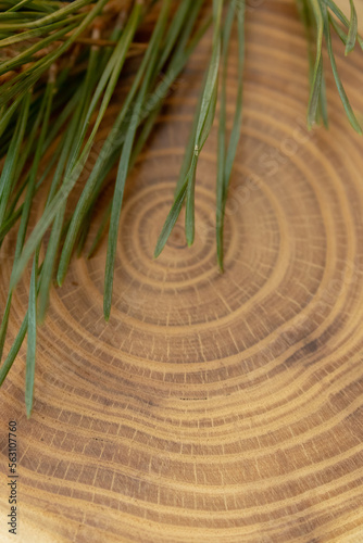 A felled tree and Christmas tree branches