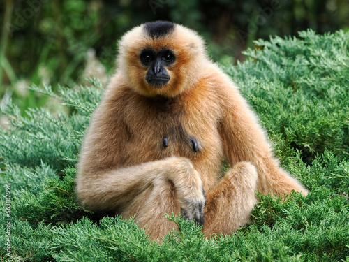 Female Yellow-cheeked gibbon (Nomascus gabriellae) sitting on plant and seen from front