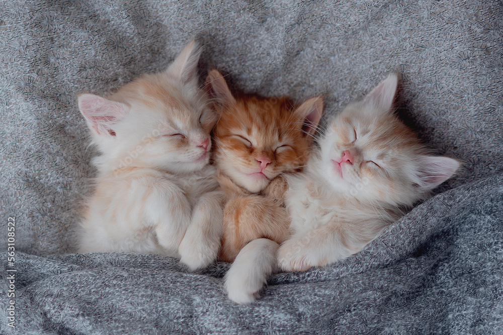 Three Kittens Cuddling Three Kittens Cuddling