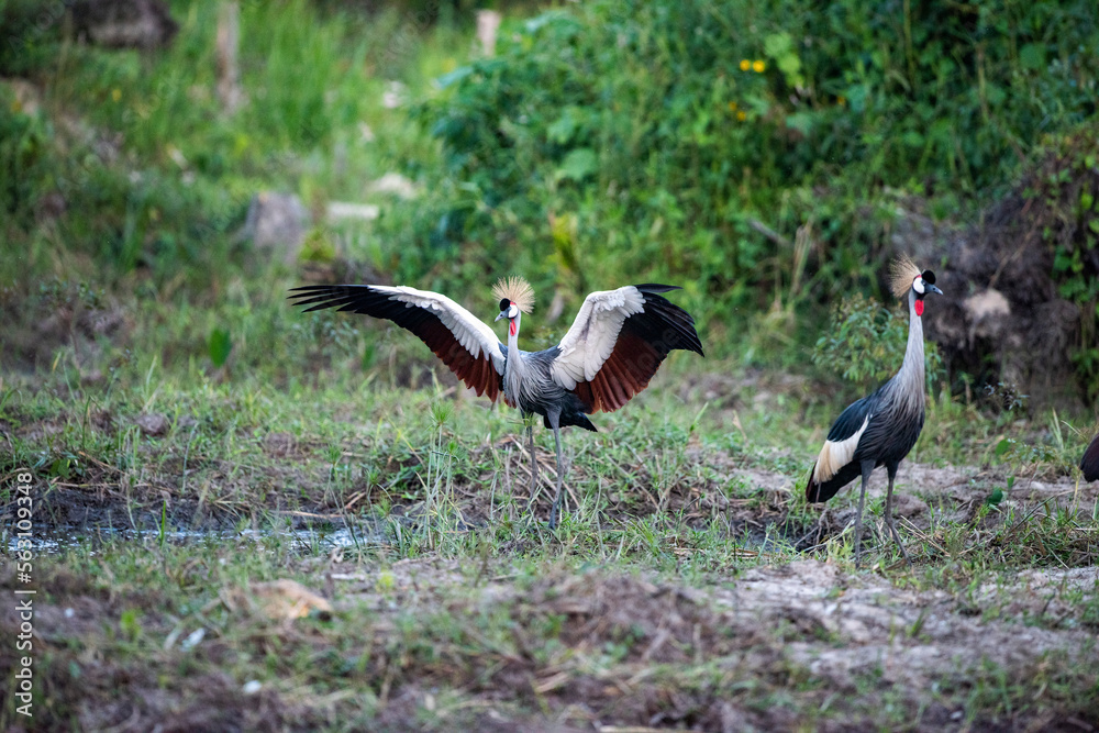 Fototapeta premium Grey Crowned Cranes in Kanyanda Uganda
