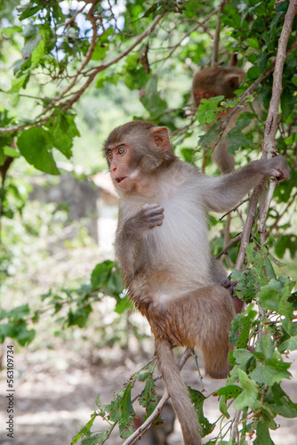 Monkey sits on a tree in the wild. Monkey Island or Hon Lao Island. Vietnam.