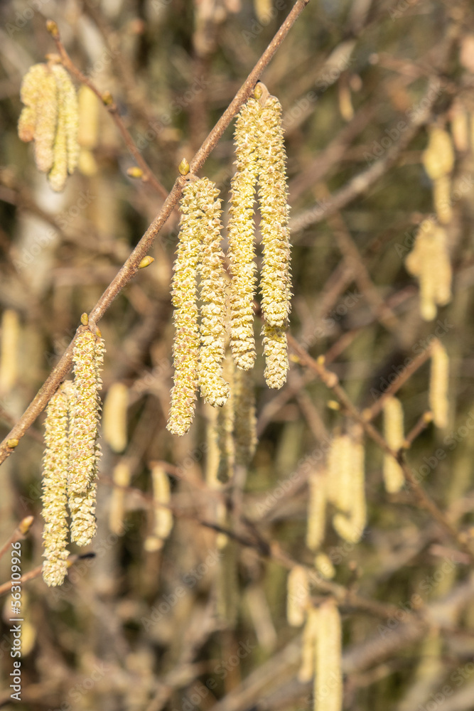Flowering hazel hazelnut. Hazel catkins on branches Flowering hazel hazelnut. Hazel catkins on branches