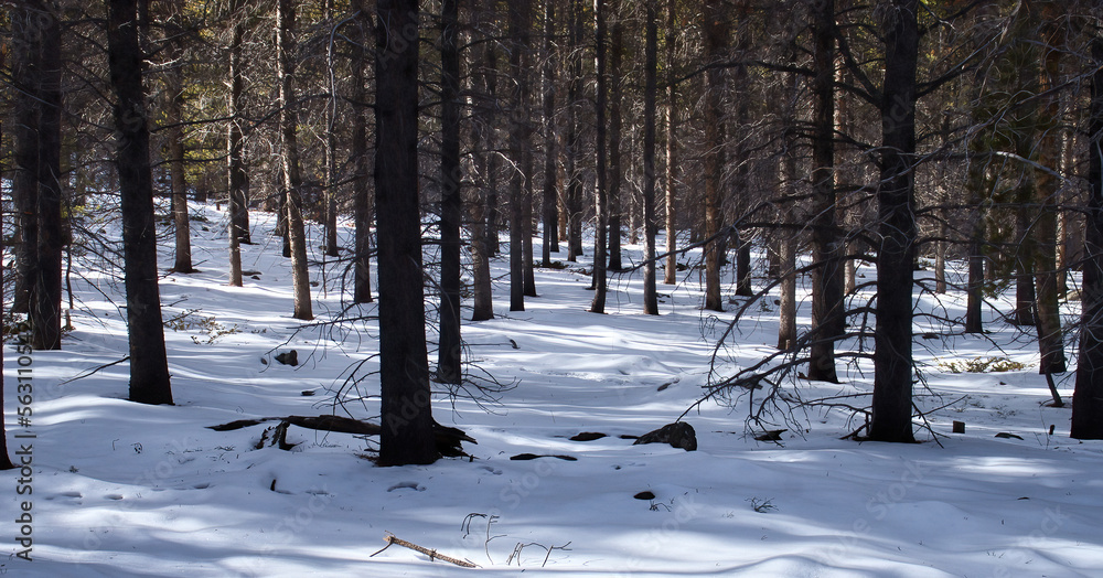 Fototapeta premium Trees and shadows in the snow on a winter day in the Bighorn Mountains of Wyoming.