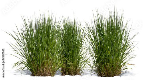 Tufts of ornamental grass with shadows isolated on white background