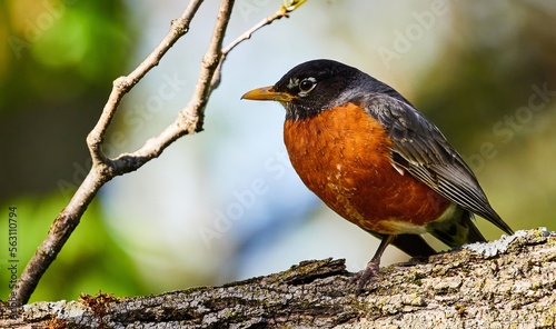 A Robin bird in the tree