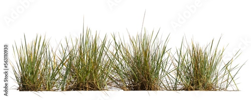 Flowerbed with ornametnal grass isolated on white background