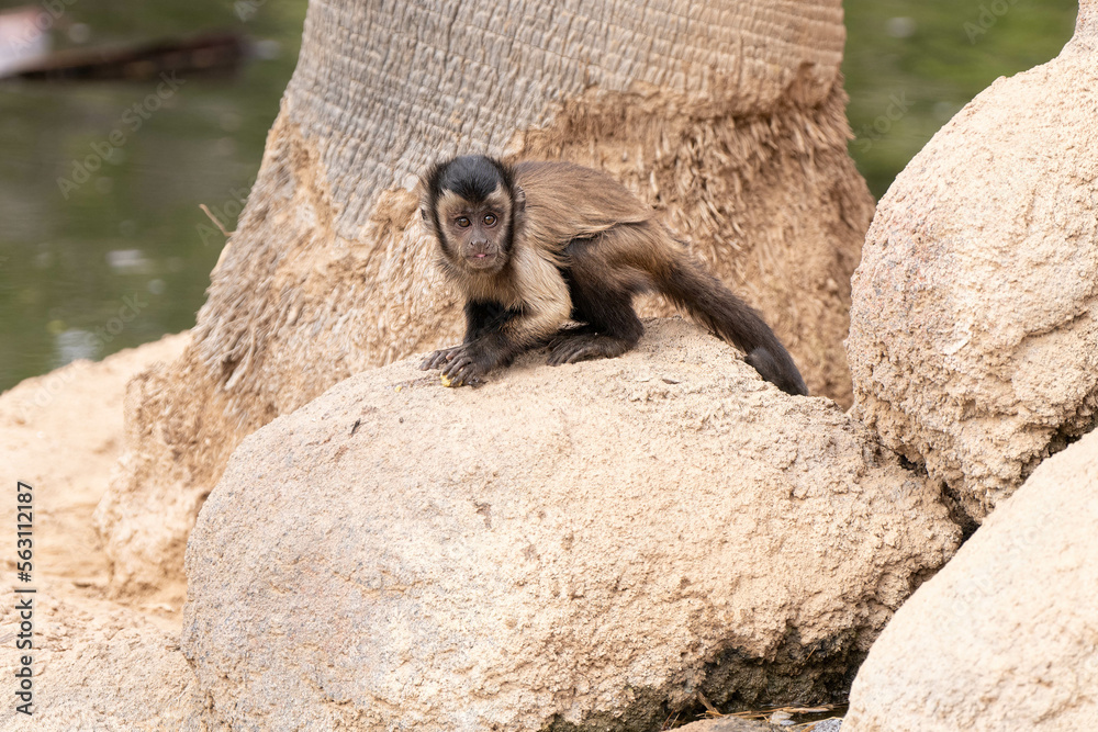 Obraz premium brown tufted capuchin gets a close up on a sunny day in captivity