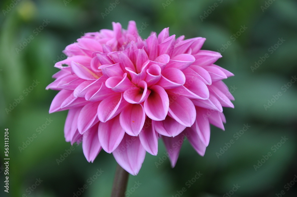 Obraz premium Beautiful pink dahlia flower in the botanical garden close up. Bright pink blooming Dahlia Flower. Close-up of a pink Dahlia (Asteraceae) View to blooming Dahlia Flower in the Summertime