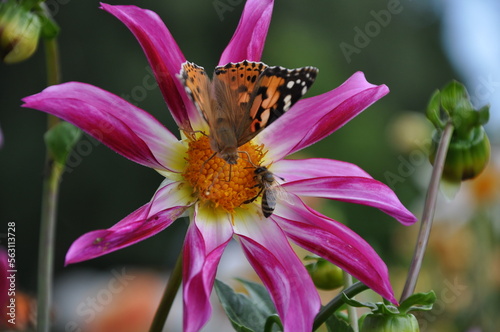 Anemone hupehensis, called «Prinz Heinrich». Flowers of the Japanese anemone, Anemone hupehensis.Vanessa cardui butterfly flower.