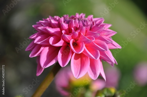 Beautiful pink dahlia flower in the botanical garden close up. Bright pink blooming Dahlia Flower. Close-up of a pink Dahlia (Asteraceae) View to blooming Dahlia Flower in the Summertime