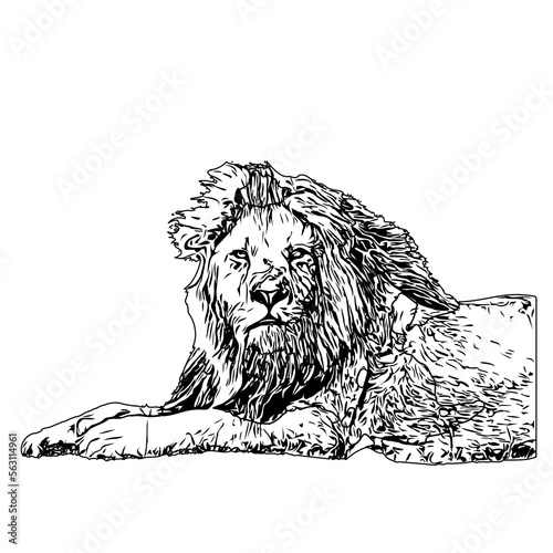 black and white sketch of a lion with a transparent background