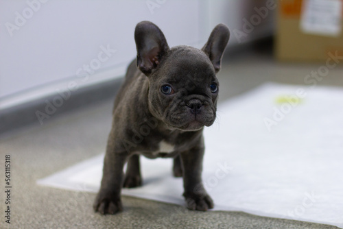 A beautiful gray puppy is looking at the camera. A small puppy with a surprised expression of the muzzle examines the camera. A puppy in a veterinary clinic for a scheduled appointment.