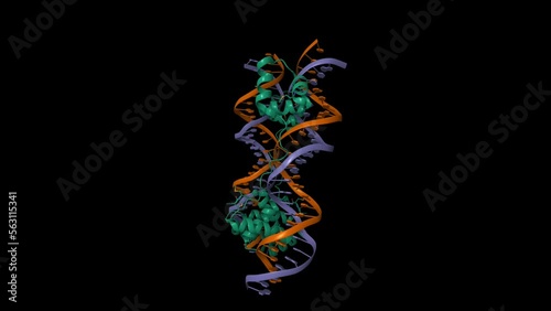 DNA-binding domain of human SETMAR in complex with Hsmar1 terminal inverted repeat (TIR) DNA. Animated 3D cartoon and Gaussian surface models, PDB 7s03, black background