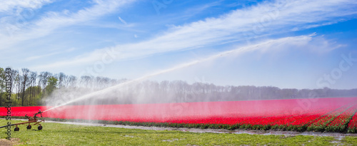 Panorama of a water cannon spraying the tulips in Noordoostpolder, Netherlands photo