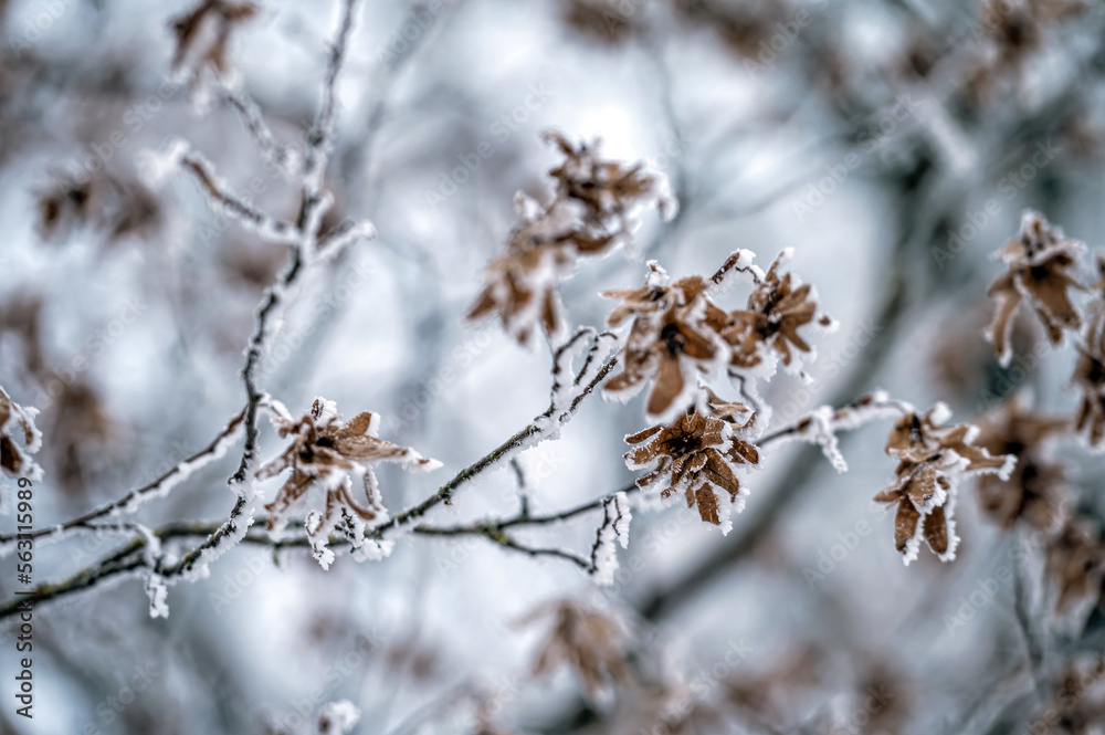 Snow on tree branches. Frost on tree branches. Nature weather closeup. Winter background. Snow on tree branches. Frost on tree branches. Nature weather closeup. Winter background.