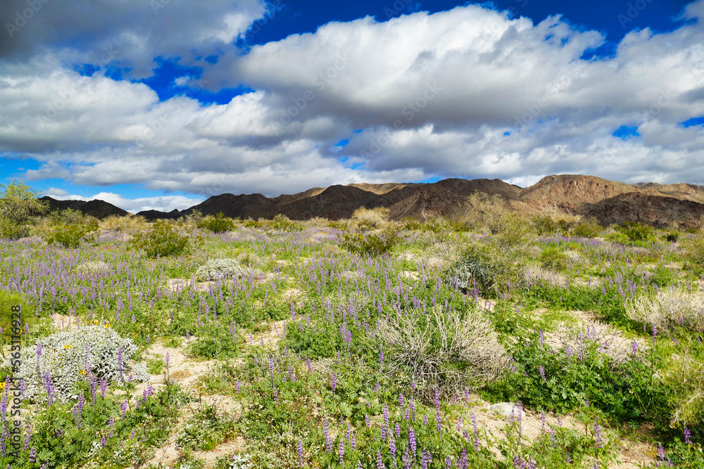 Flowers in the desert. Flowering purple lupines in the desert of Joshua Tree National Park, California, USA, after a rainy day in winter.
