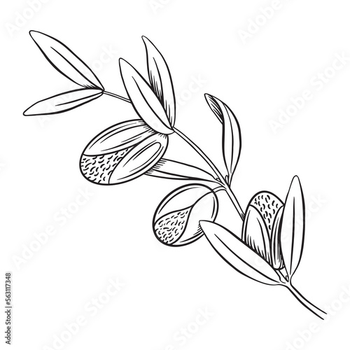Hand drawn argania plant branch. Sketched art isolated on white background. Vector illustration.