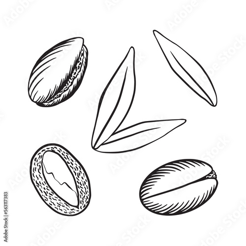 Hand drawn argania fruit and leaves. Sketched art isolated on white background. Vector illustration.