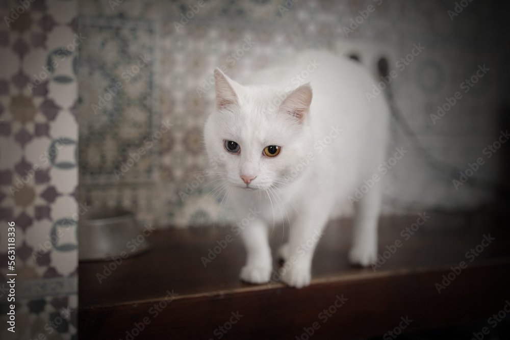 Warm cozy cat at home
