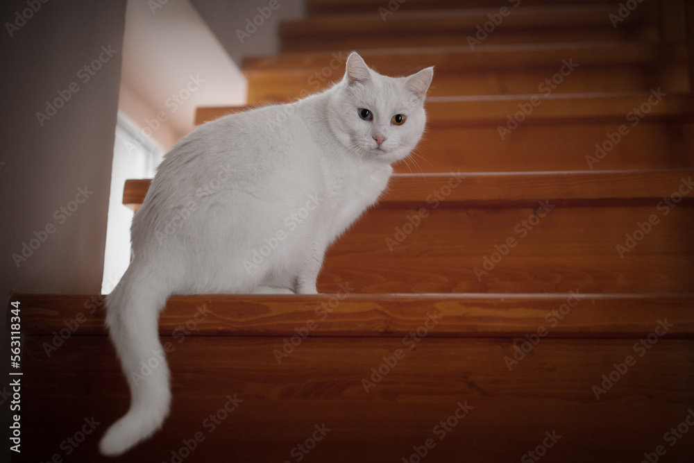 Warm cozy cat at home