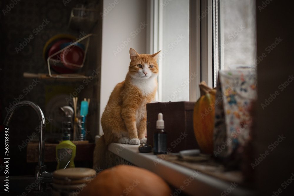 Warm cozy cat at home