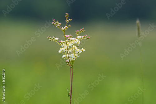 Filipendula vulgaris, commonly known as dropwort or fern-leaf dropwort. Flowers and buds. Place for text, blurred background.