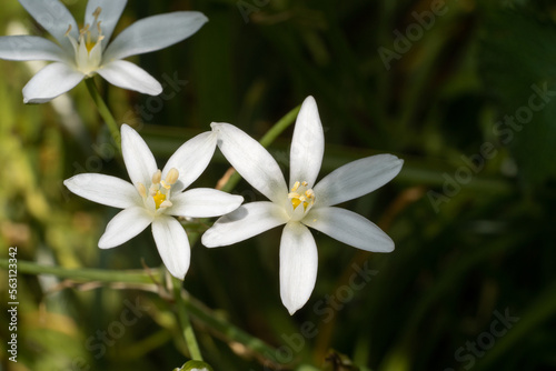 Spring flower Ornithogalum umbellatum, known as Garden star-of-Bethlehem, Grass lily, Nap-at-noon, Eleven-o'clock lady or Common star-of-Bethlehem. Place for text. Top view.