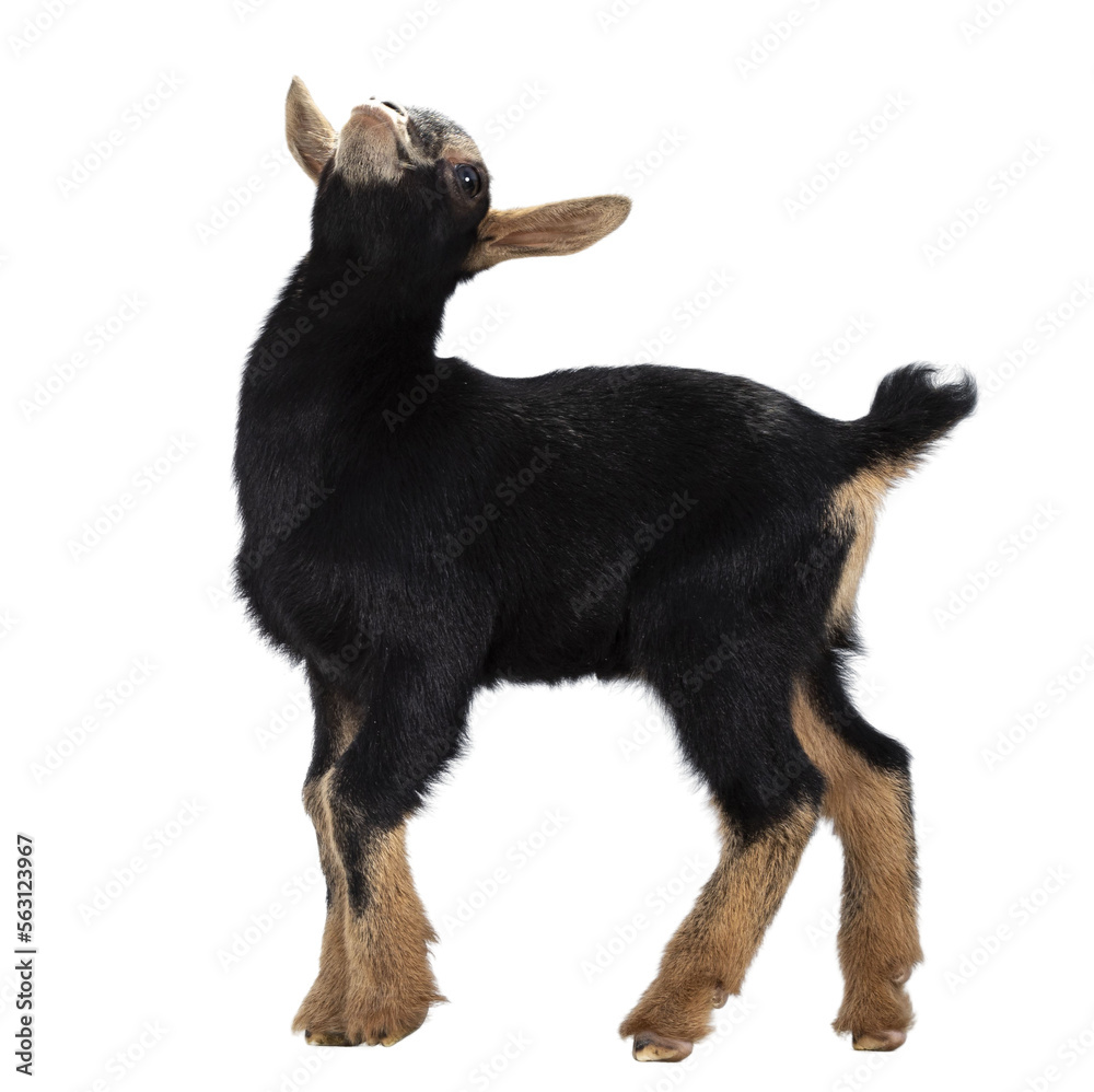 Cute black brown baby pygmy goat, standing side ways. Looking up. Isolated cutout on transparent background.