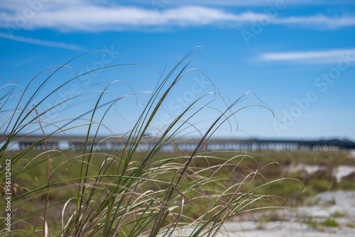 grass on the beach