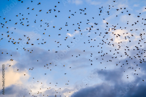 Numerous flock of flying starlings in blue sky