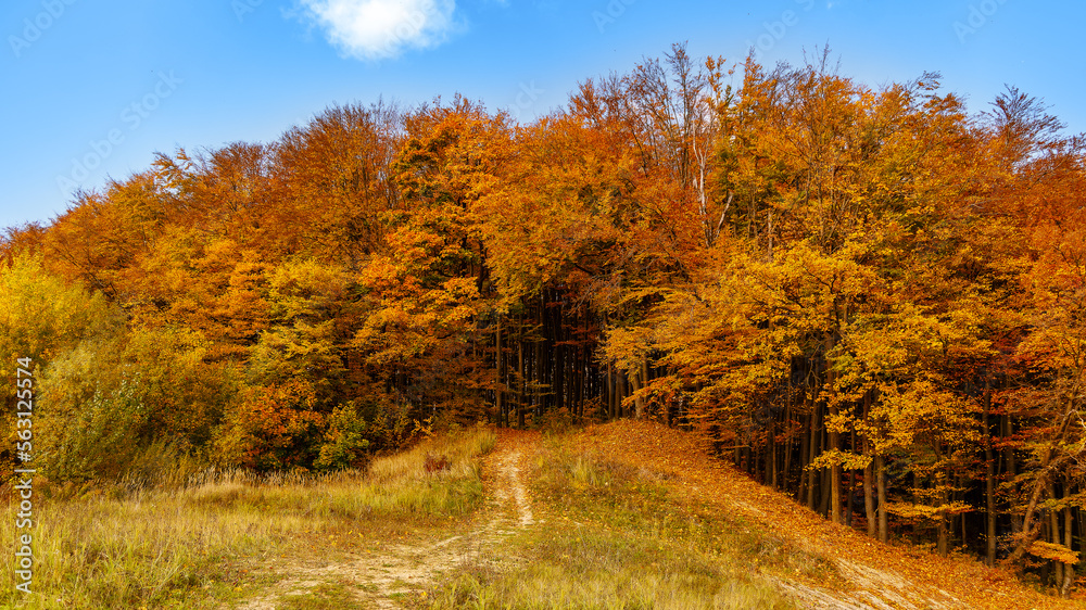 Autumn landscape of a forest on a hill in Ukraine. Travel, nature