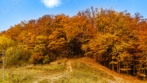 Autumn landscape of a forest on a hill in Ukraine. Travel, nature