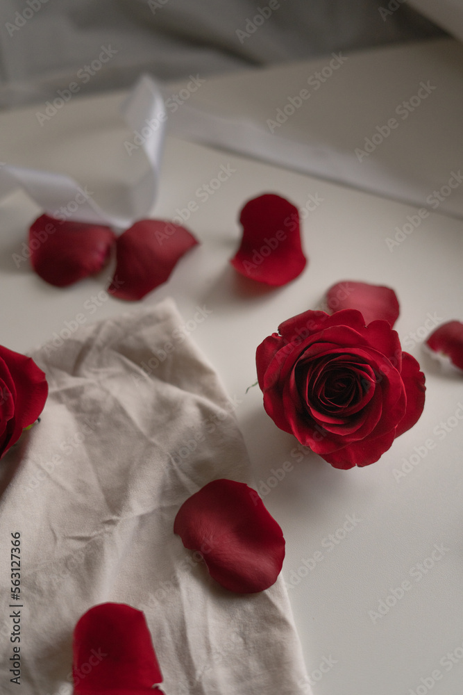 red rose and petals