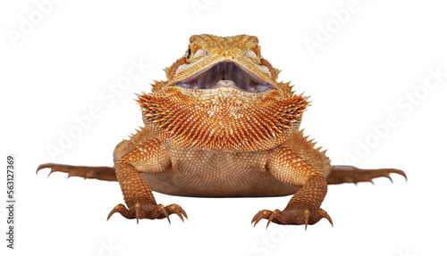 Young adult orange Bearded Dragon aka Pogona Vitticeps  standing facing front with mouth open and showing both eyes. Isolated cutout on transparent background.